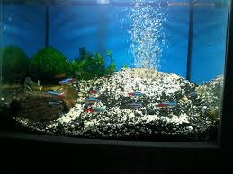 Lalu bagaimana membedakan ikan jantan dan ikan. Galeri Aquarium Hobby Aquatic