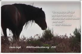 Check spelling or type a new query. Nerd Notes For The Pragmatic Advocate Wild Horse Education