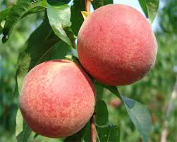 0 more photos view gallery. Fs1203 White Fleshed Peach Varieties For New Jersey Commercial And Home Orchardists Rutgers Njaes