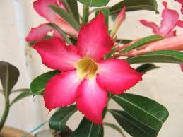 Bunga ini termasuk ke dalam jenis bunga yang tidak perlu terlalu sering disiram dengan air. Jenis Jenis Bunga Kamboja Atau Adenium Iqbal Parabi