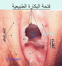 كل ما تبحثين عنه حول غشاء البكارة منتدى الحياة الزوجية دليل النساء المتزوجات الثقافة الزوجية والعائلية