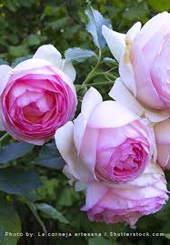 Caring For Roses A Beginner S Rose Growing Guide Garden Design Rose Garden Design Pruning Climbing Roses Rose Care