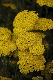 Find Desert Eve Yellow Yarrow Achillea Millefolium Desert Eve Yellow In Greensboro High Point Winston Salem Summ Achillea Yarrow Plant Achillea Millefolium