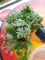 Dari beberapa artikel yang saya baca ada yang memasukkan apel atau lemon ke dalam blender. Sapa Tak Kenal Ini Pokok Teh Belalai Gajah Millenia Facebook