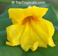 Image result for Markhamia obtusifolia