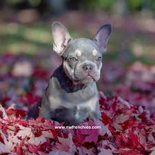 Whether you are new to the french bulldog breed or a lifelong enthusiast, w… Reserved Akc Lilac French Bulldog Puppies For Sale Nw Frenchies Washington Northwest Frenchies