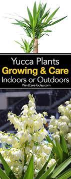 The Easy Growing Yucca Plant Is A Popular Drought Tolerant Evergreen Versatile Indoors And Outdoors With Distinctive S Yucca Plant Yucca Plant Care Yucca Tree