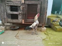 Check spelling or type a new query. Livestock In Pollachi Livestock Dealers Traders In Pollachi Tamil Nadu