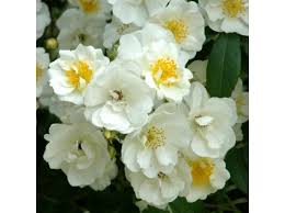 Check spelling or type a new query. Rambling Rector