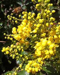 Its fragrant blossoms are white to pink, and its fruits attract birds including finches and cedar waxwings. Mahonia Aquifolium Oregon Grape Shade Shrubs Oregon Grape Garden Shrubs