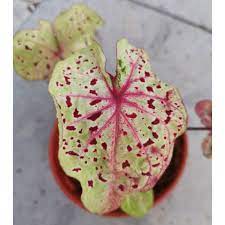 Caladium 'miss muffet' choose from size #2 & size #1. Caladium Miss Muffet Rare Species Indoor Plant Real Live Plant Office Plant House Garden Shopee Malaysia