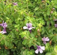 Image result for Dyschoriste thunbergiiflora