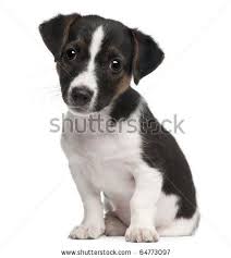 Black And White Jack Russell Terrier Puppy Stock Photo Jack Russell Terrier Puppy 2 Months Old Sitting In Front Of White Background Jack Russell Terrier Puppies Jack Russell Jack Russell Dogs