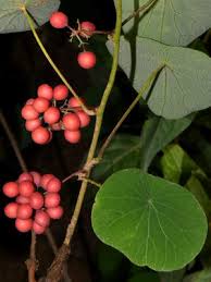 Image result for Stephania abyssinica