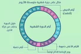 ويحدث التبويض (عندما تخرج البويضة من المبيض) في يوم 14 من الدورة. Ø¬Ø¯ÙˆÙ„ Ø§ÙŠØ§Ù… Ø§Ù„ØªØ¨ÙˆÙŠØ¶ Ø¨Ø¹Ø¯ Ø§Ù„Ø¯ÙˆØ±Ø© ÙˆÙƒÙŠÙÙŠØ© Ø­Ø³Ø§Ø¨ ÙØªØ±Ø© Ø§Ù„ØªØ¨ÙˆÙŠØ¶