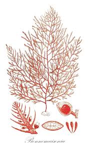 Image result for Linderniella wilmsii