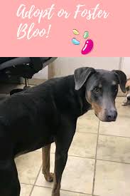 Meet Bloo The Shelter Pet Project Animal Shelter Volunteer Foster Dog