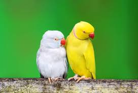 Iphone hd wallpaper background download. 700 Best Parrot Photos 100 Free Download Pexels Stock Photos