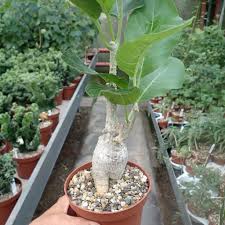 Image result for Fockea multiflora