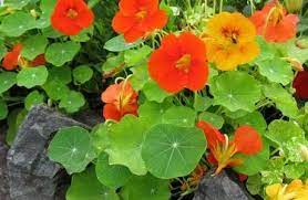 Nasturtium Flower Butter And Nasturtium Caper Recipes Permaculture Magazine