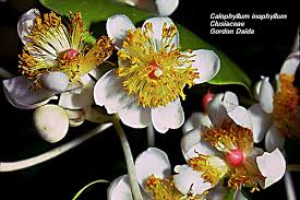 Image result for Clusiaceae