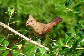 Cardinals eat mostly seeds, grains and fruits. 21 Interesting Facts About Cardinals Bird Feeder Hub