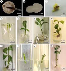Image result for Tricalysia semidecidua