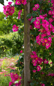 Check spelling or type a new query. 5 Climbing Plants Gardening Guru Monty Don Relies On For Colour And Fragrance Real Homes