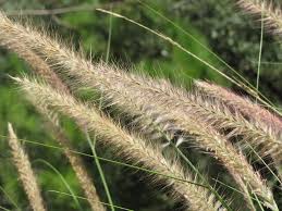 Image result for Cenchrus setaceus