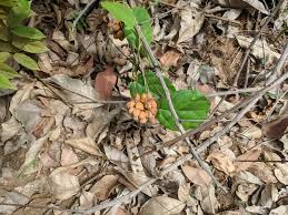 Image result for Triclisia