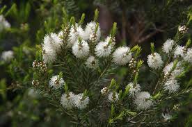 Image result for Myrtaceae
