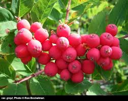 Image result for Stenocercus simonsii