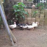 Aluminium) sebahagian dinding dilapik dengan aluminium atau bahan lain utk mencegah tikus dari memanjat. Photos At Reban Ayam Leman 1 Tip