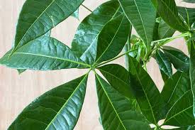 Image result for Pachira