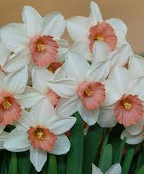 Narcissus Iwona 10 12 Inches Midseason Fragrant Cyclamineous 2015 Narcissus Flower Bulb Flowers Narcissus