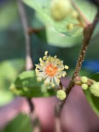 Image result for Dovyalis macrocalyx