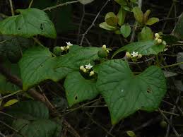 Image result for Zehneria tridactyla