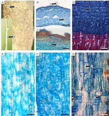 Image result for Turraea obtusifolia