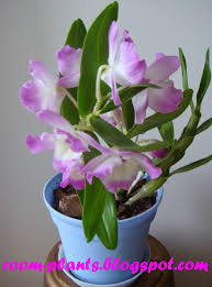 Plant S The Soul Of Your Flat Dendrobium Nobile Hybrid Keiki Care Why My Dendrobium Offspring Blooms Dendrobium Nobile Plants Bloom