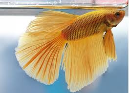 Feeding Fish Together Fish Diet Fish Fish Recipes