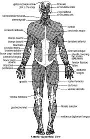 Click on the name of a muscle for a page about that muscle (works for most labels). Major Skeletal Muscles