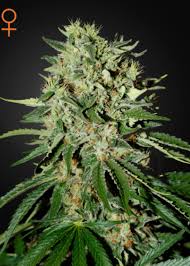 The heavyweight of the cannabis seeds world, greenhouse seeds champion a host of the most enduring cup winning seeds. Green House Seeds Breeder Seed Bank Info Growdiaries