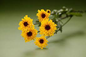Viking Spray Mums Mums Flowers Flowers Flower Identification
