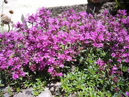 Growing plants that spread fast over the ground also helps prevent soil erosion on slopes or hillsides and keep weeds under control. 6 Low Maintenance Ground Cover Plants To Prevent Weeds Dengarden
