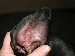 Image result for abscess dog's ear flap