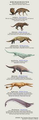 The Indohyus Is A Mammalian Land Animal That Precedes The Archaecetes Ancient Whales Prehistoric Wildlife Prehistoric Animals Prehistoric Animals Dinosaurs