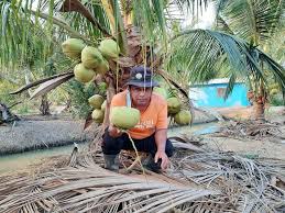 คนเกษตรแม่โจ้ ปลูกมะพร้าวน้ำหอม 2 ปีครึ่ง ให้ผลผลิต. à¸ž à¸ª à¸ˆà¸™ à¸™ à¸³à¸¡à¸°à¸žà¸£ à¸²à¸§à¸™ à¸³à¸«à¸­à¸¡à¸š à¸²à¸™à¹à¸ž à¸§à¹„à¸›à¸›à¸¥ à¸à¸— à¸ªà¸§à¸™à¹à¸ªà¸§à¸‡à¸«à¸² à¸• à¸­à¸‡à¹ƒà¸ª à¹€à¸à¸¥ à¸­ à¹€à¸‚ à¸¡à¸‚ à¸™ à¸ à¸šà¸„à¸™à¸‚ à¸²à¸§à¹€à¸à¸©à¸•à¸£à¸• à¸§à¸ˆà¸£ à¸‡