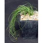 Image result for Albuca setosa