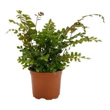 Image result for Didymochlaena