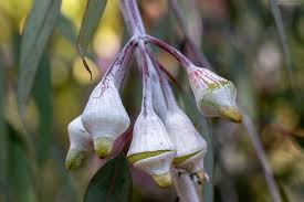 Image result for Eucalyptus angustissima